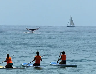 Paddle Surf