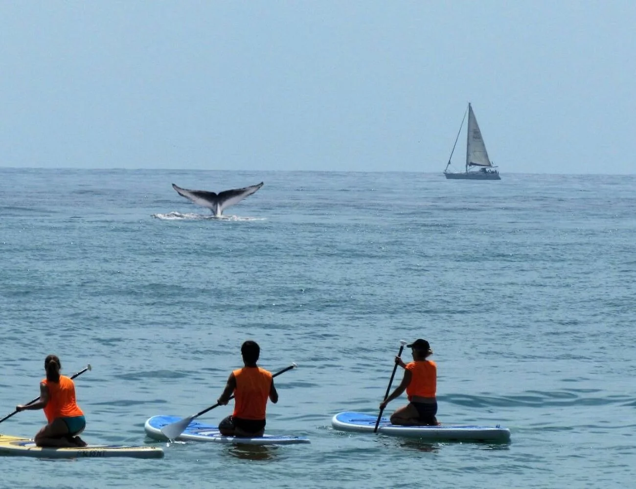 Paddle Surf