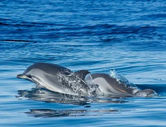 Ruta Cuevas y Delfines